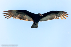vulture-2311150041-Cathartes-burrovianus-SianKaan-PuntaChamax
