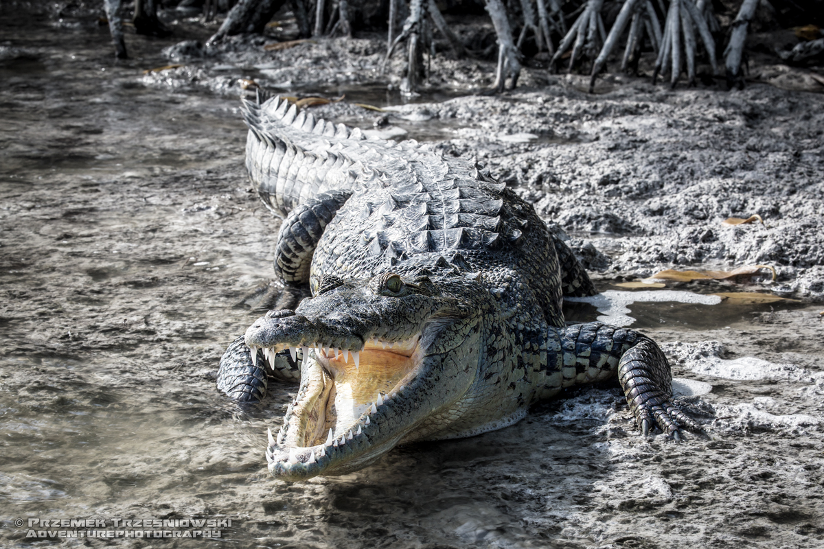 Ria Lagartos krokodyl
