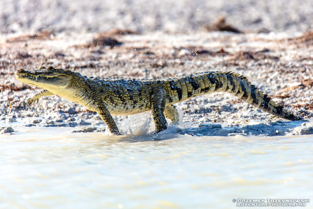 młody dziki krokodyl Tajemnice Jukatanu