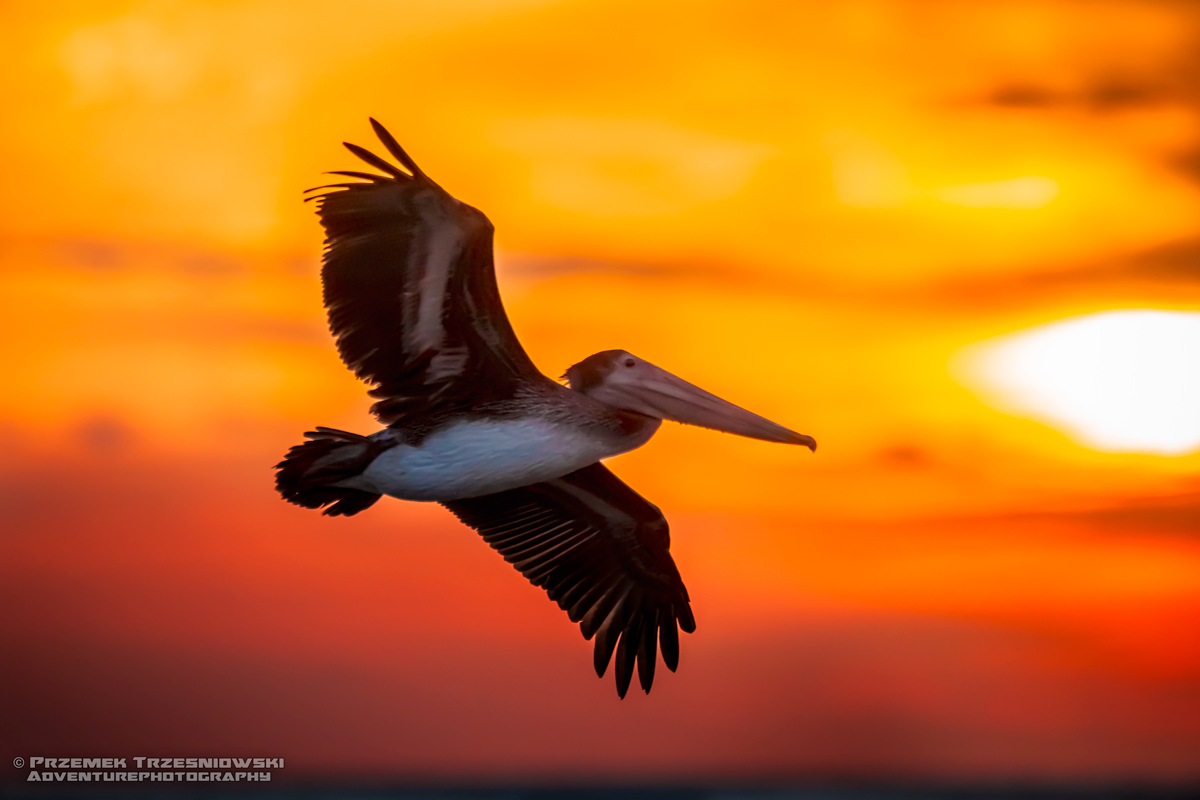 meksyk wyprawy wycieczki jukatan pelikan zachód słońca
